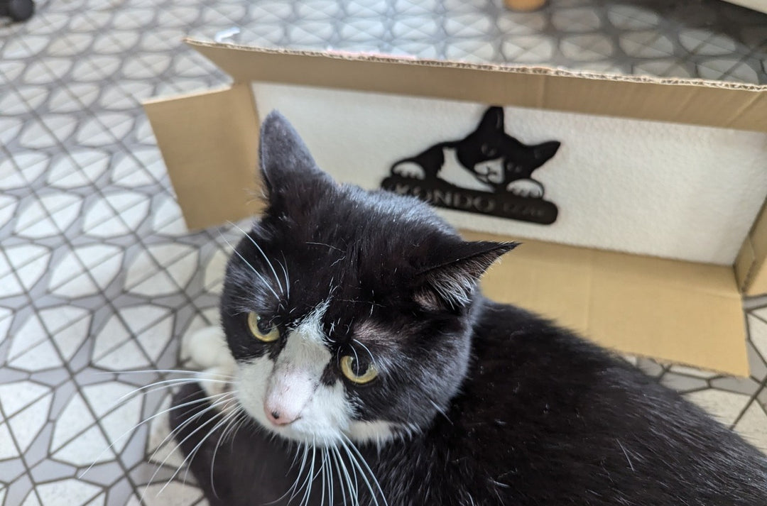 愛猫の写真で作る猫の表札【Nekoko 03】オーダーメイド ステンレス製