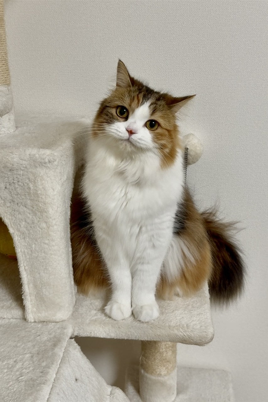 モデルの猫ちゃんのお写真