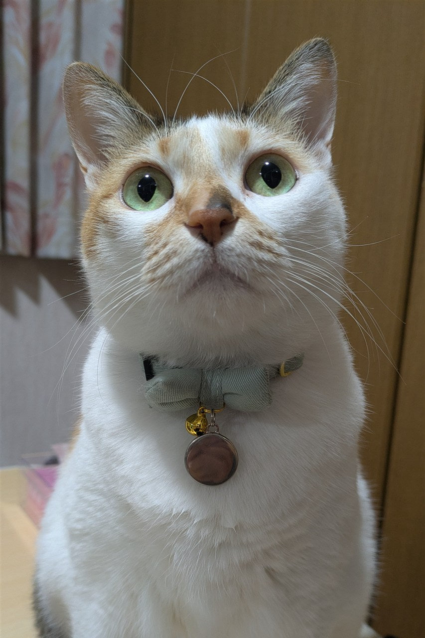 モデルの猫ちゃんのお写真