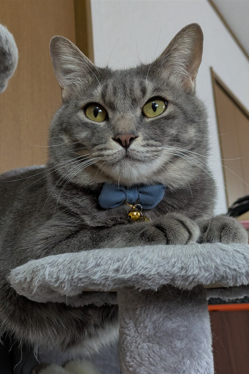 モデルの猫ちゃんのお写真