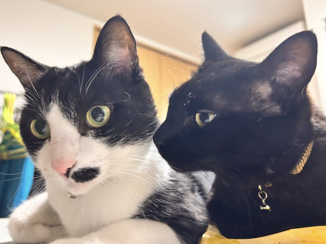 モデルの2匹の猫ちゃんのお写真