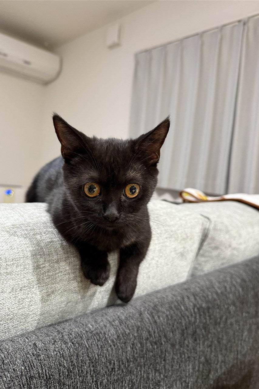 モデルの猫ちゃんのお写真