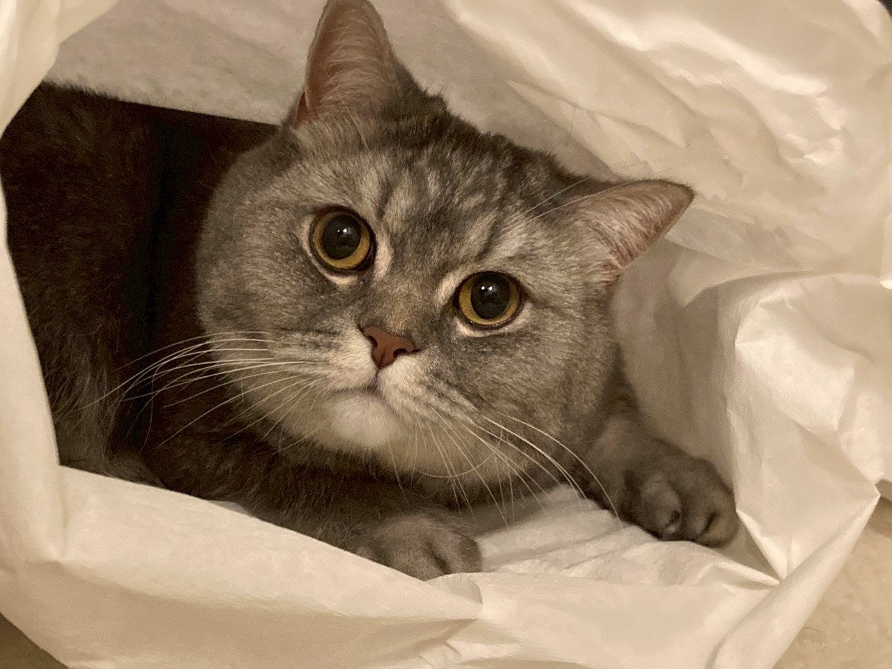 モデルの猫ちゃんのお写真